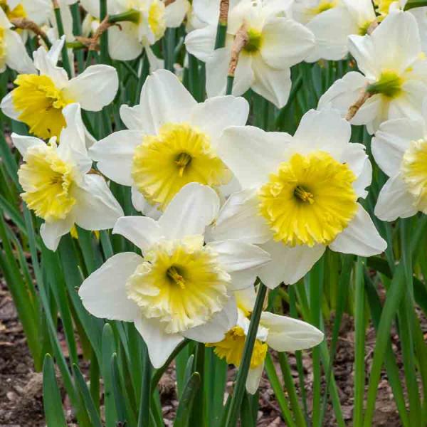 Bulbes à fleurs à planter à l'automne - Narcisse Ice Follies (x5) - face recto